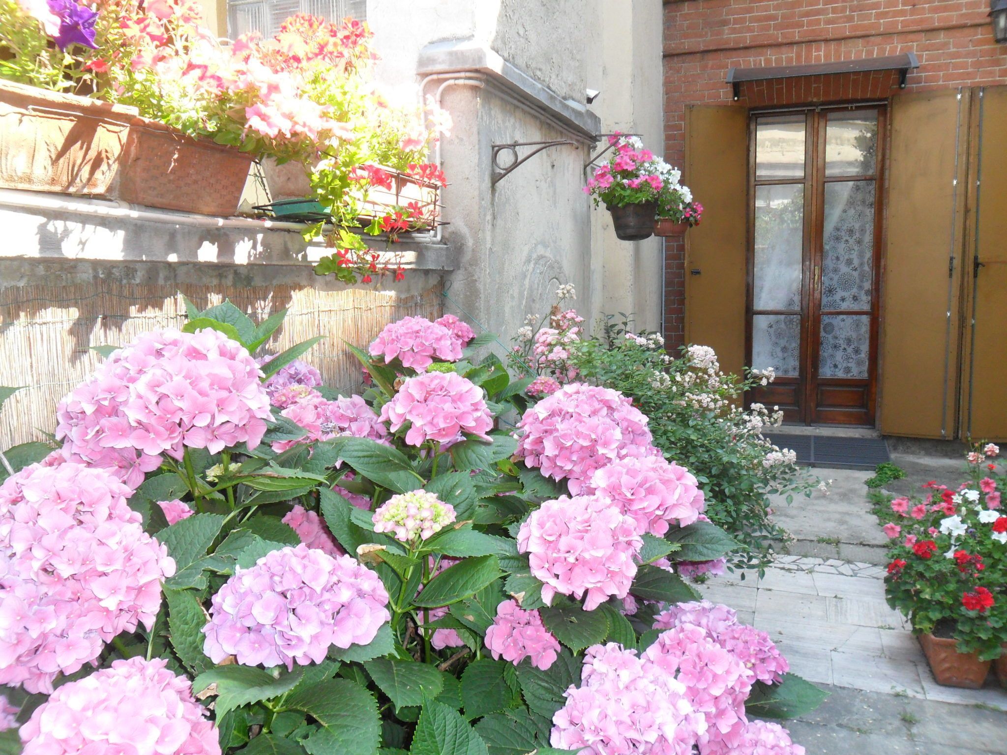 Un giardino con ortensie rosa e diverse piante in vaso.