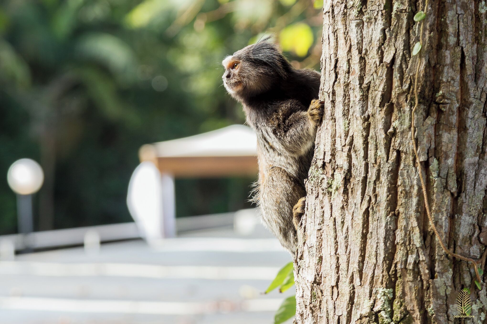 A monkey clinging to a tree trunk.