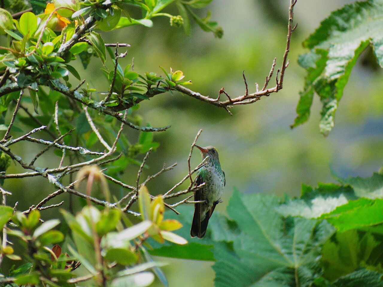 A bird perched on a branch.