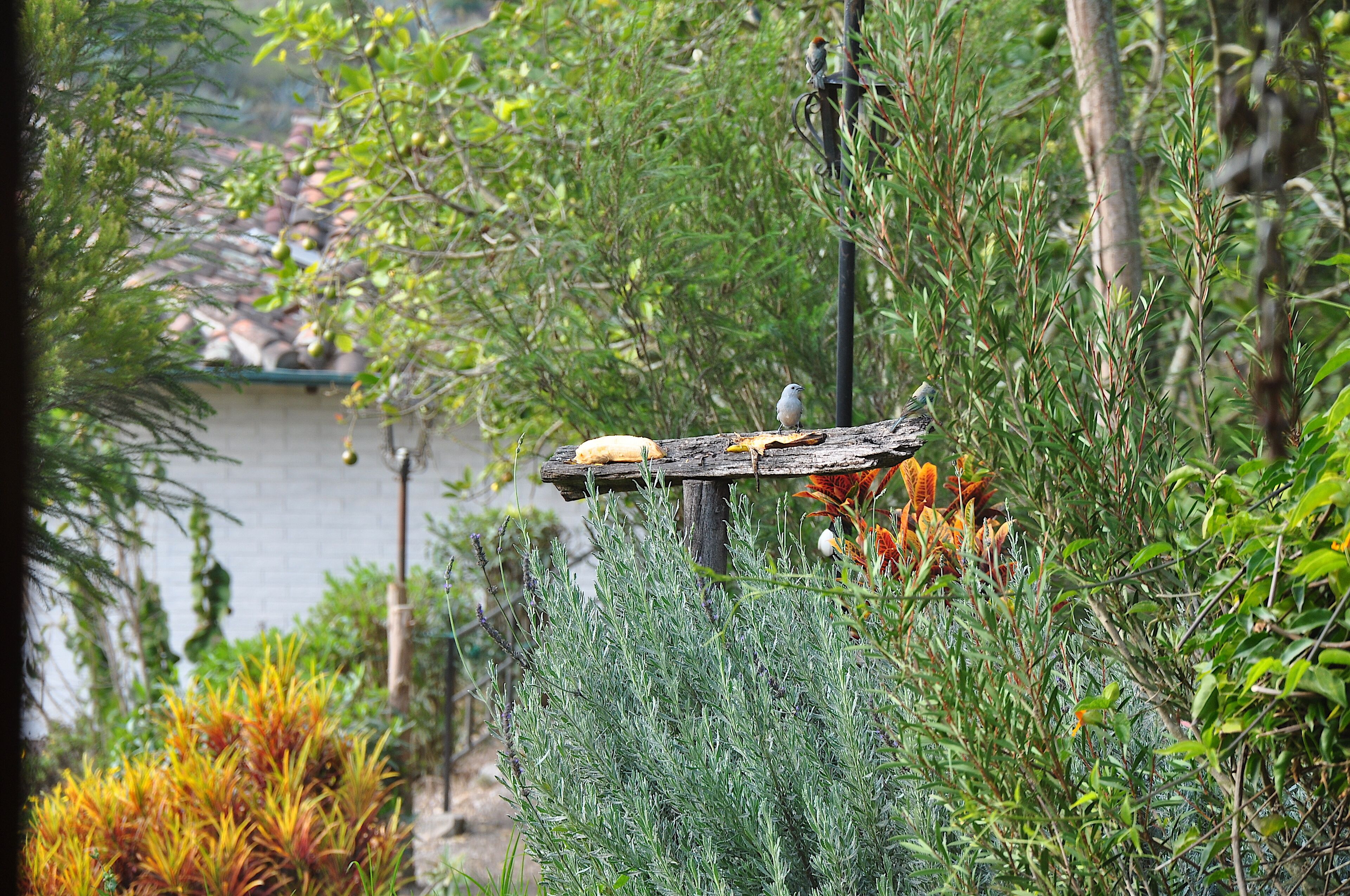 A bird feeder in a garden with dense foliage and a body of water in the background.