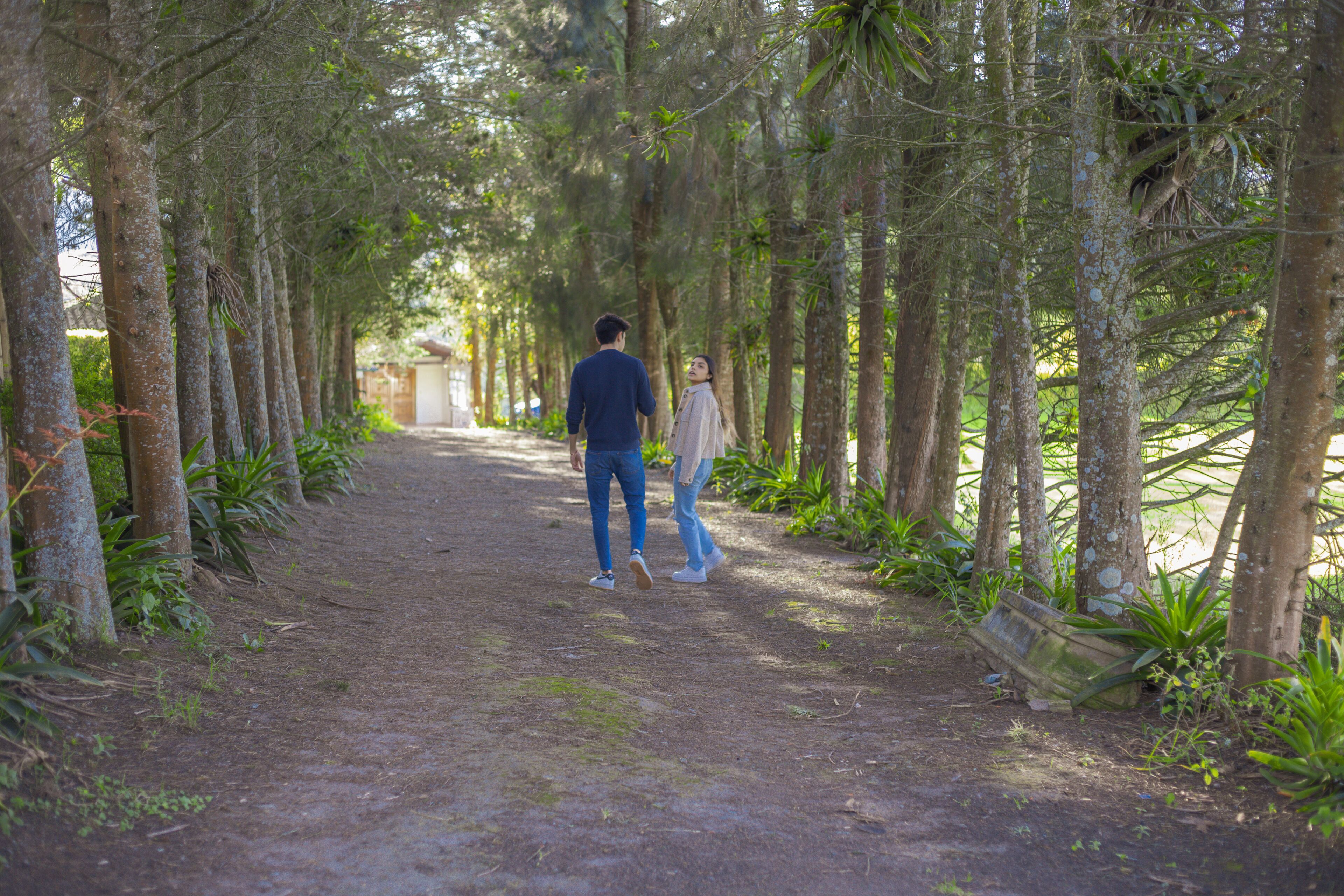 Un chemin bordé d’arbres menant à un bâtiment.