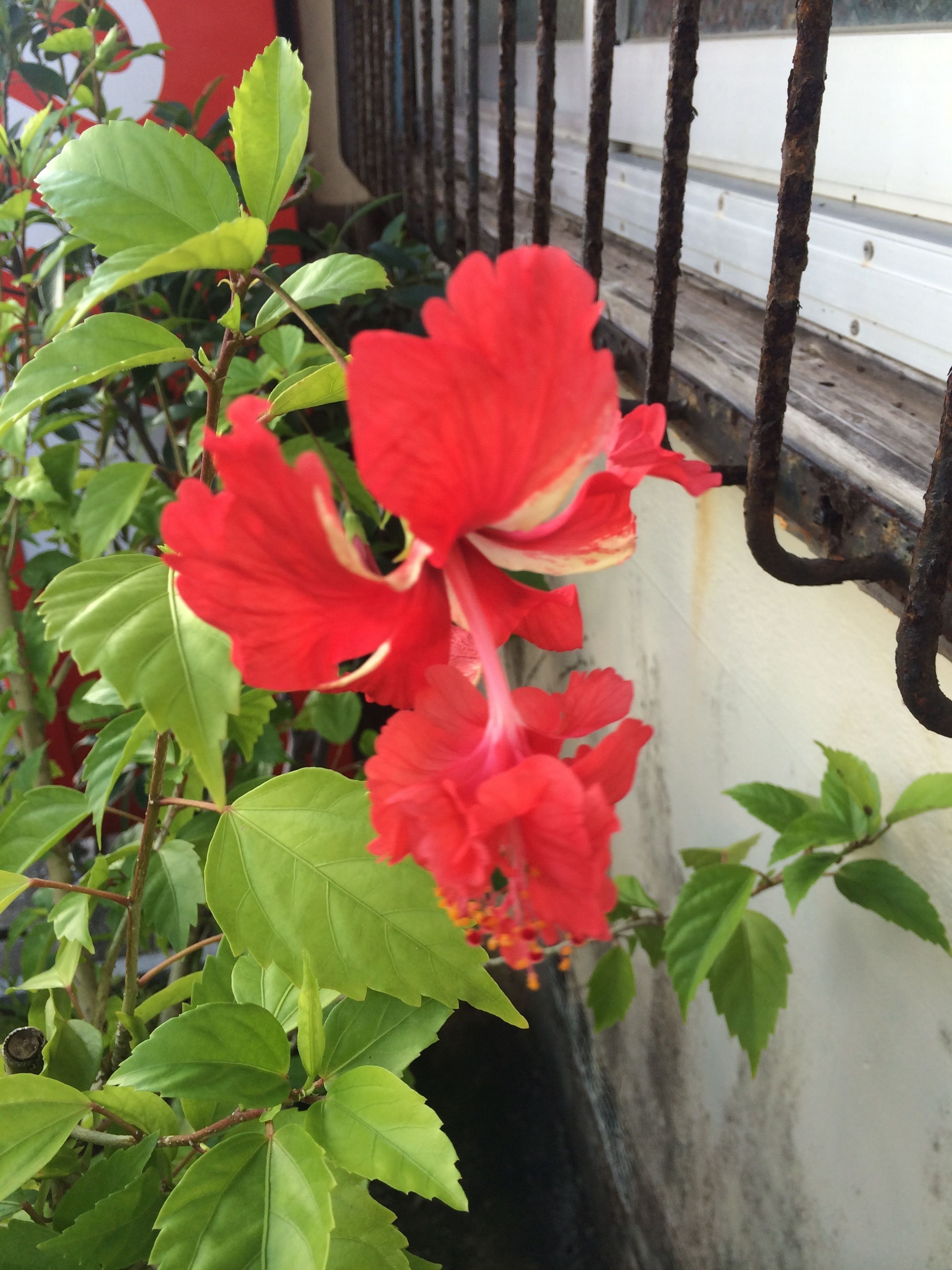 A red hibiscus flower in a pot with green leaves, next to a white wall and a metal fence.