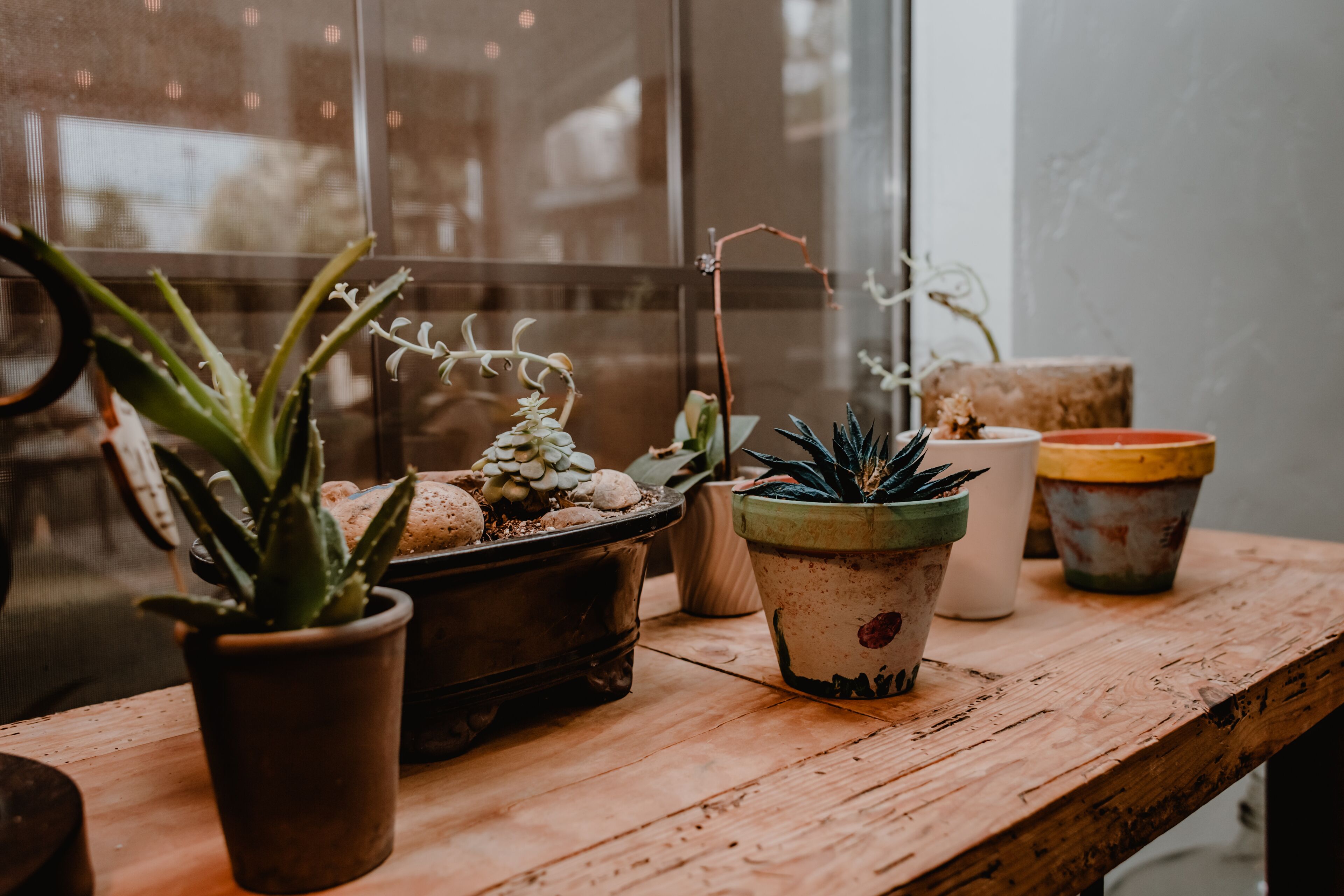 A wooden table with various potted plants, including succulents and a small tree, placed on a window sill.
