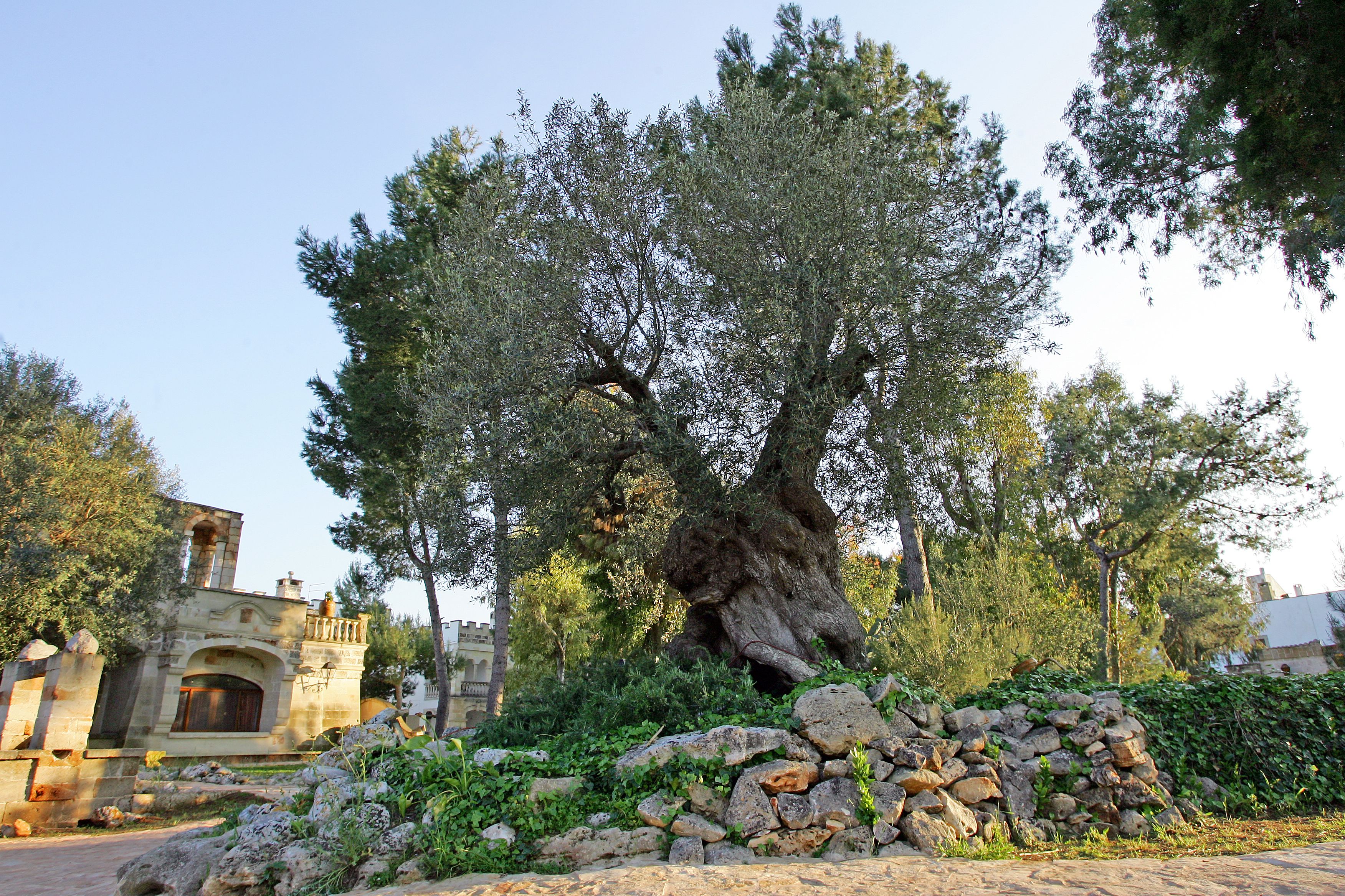Foto - Tenute Al Bano