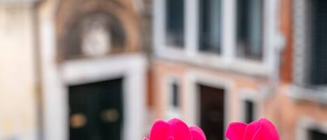 A close-up of vibrant pink flowers in the foreground with a blurred background of a building with multiple windows and balconies.