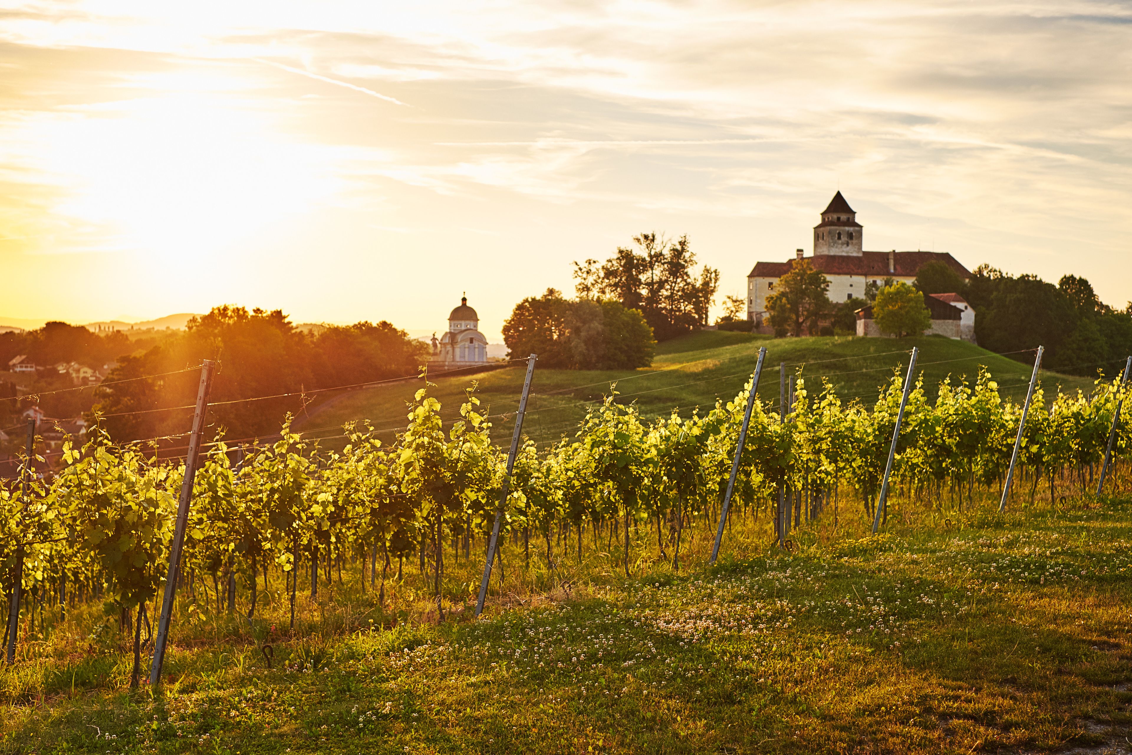 A vineyard with rows of grapevines and a building with a tower in the background.