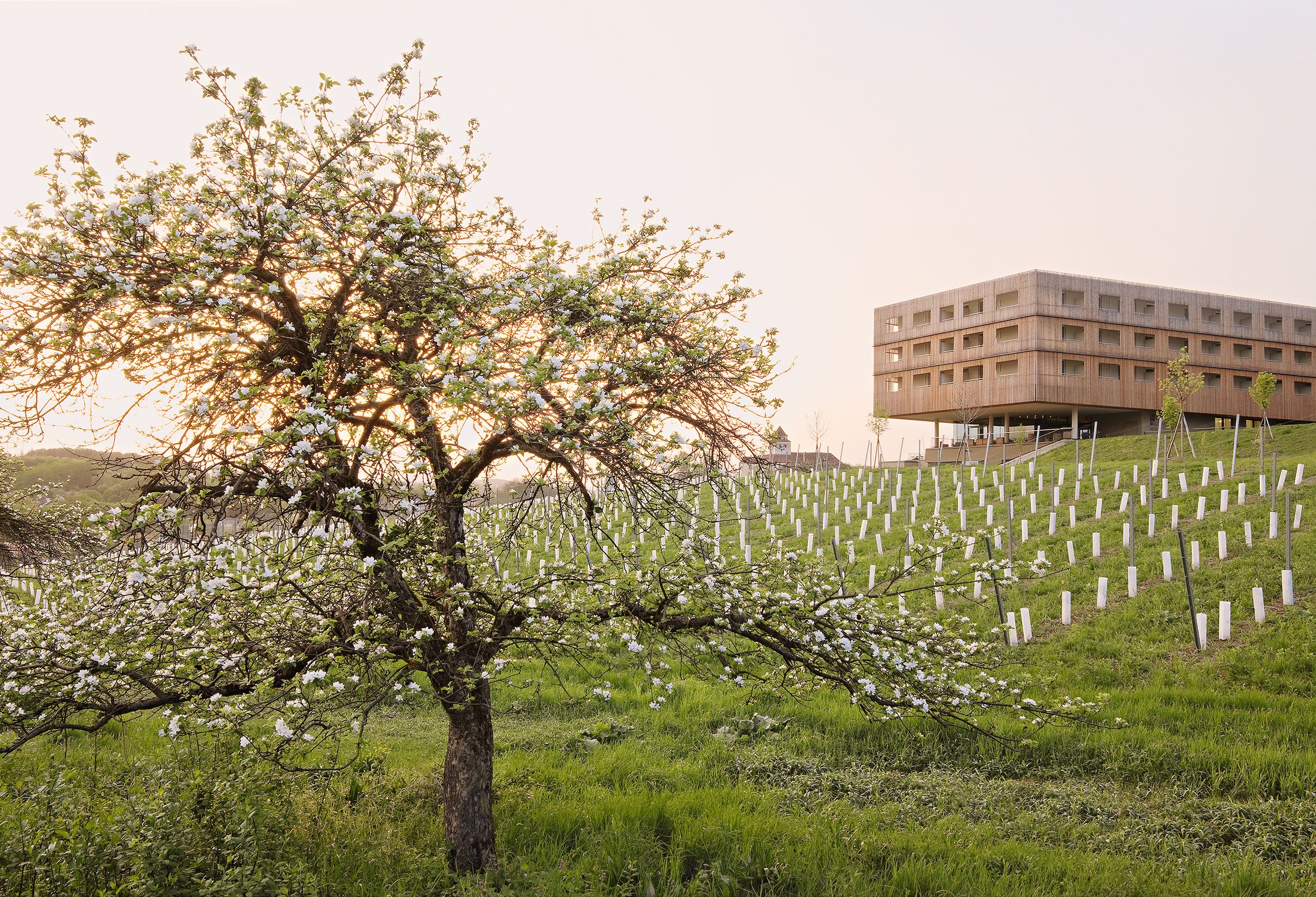 A tree with white blossoms in a grassy area with a building in the background.