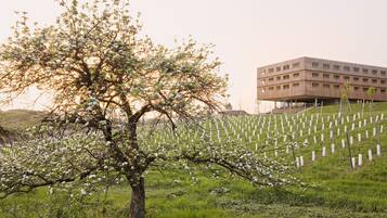 A tree with white blossoms in a grassy area with a building in the background.