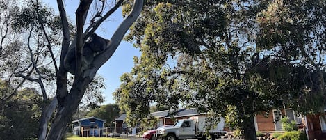 A residential area with a tree, a parked truck, and houses in the background.