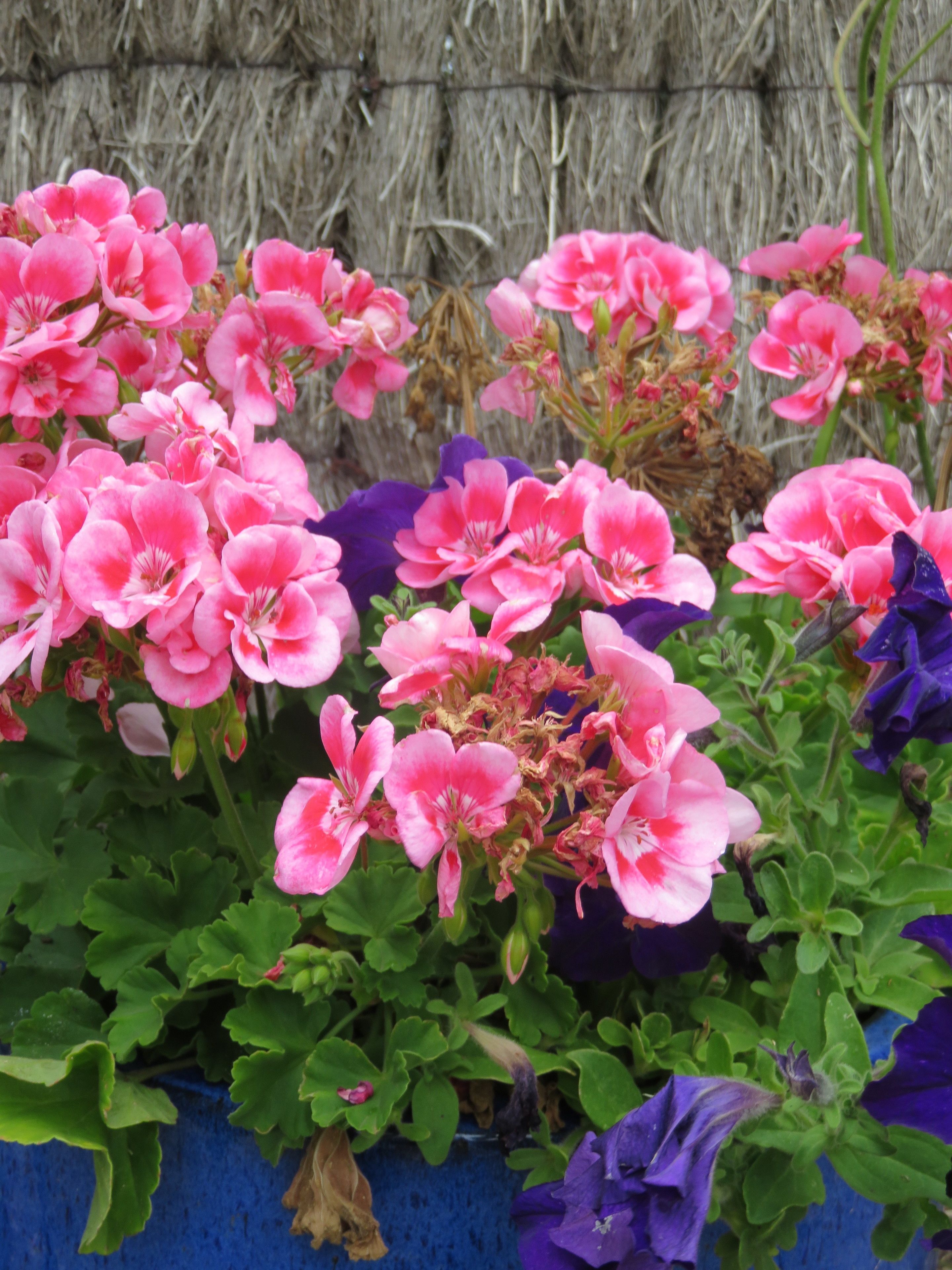 Un jardín con flores rosas y moradas, follaje verde y un contenedor azul.