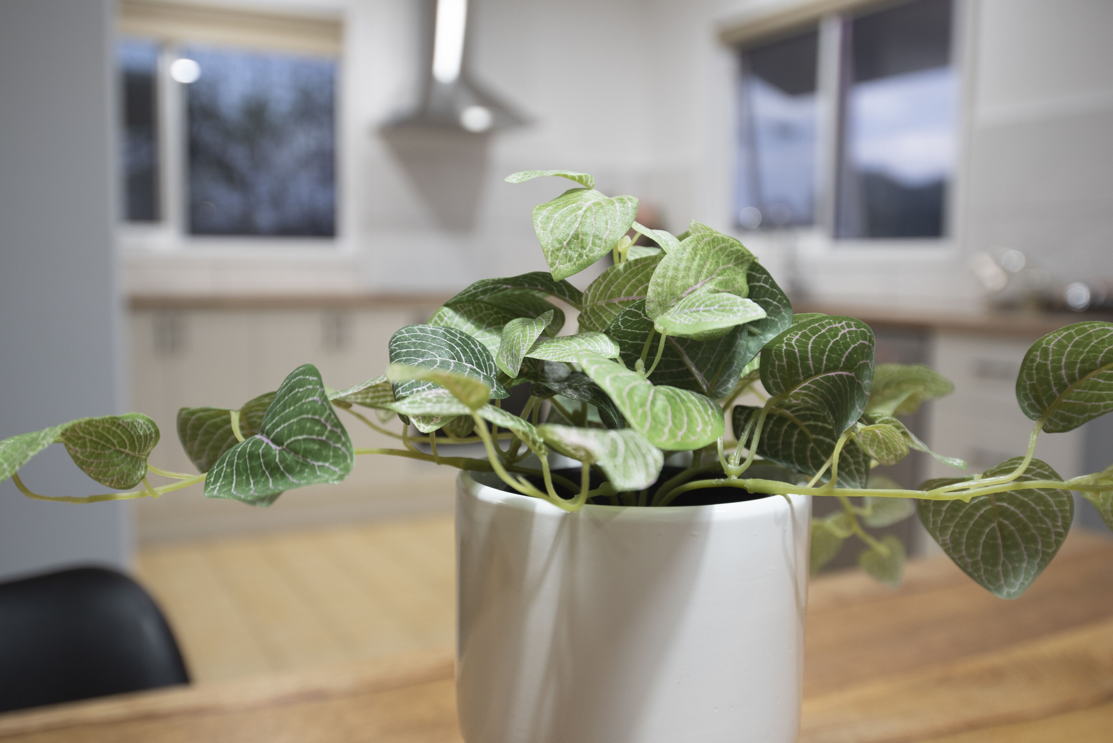 Una planta en maceta con hojas variegadas en un jarrón blanco sobre una mesa de madera.