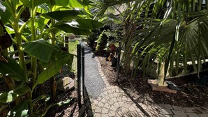 Uma trilha cercada por vegetação exuberante, que leva a uma área coberta com plantas em vasos.