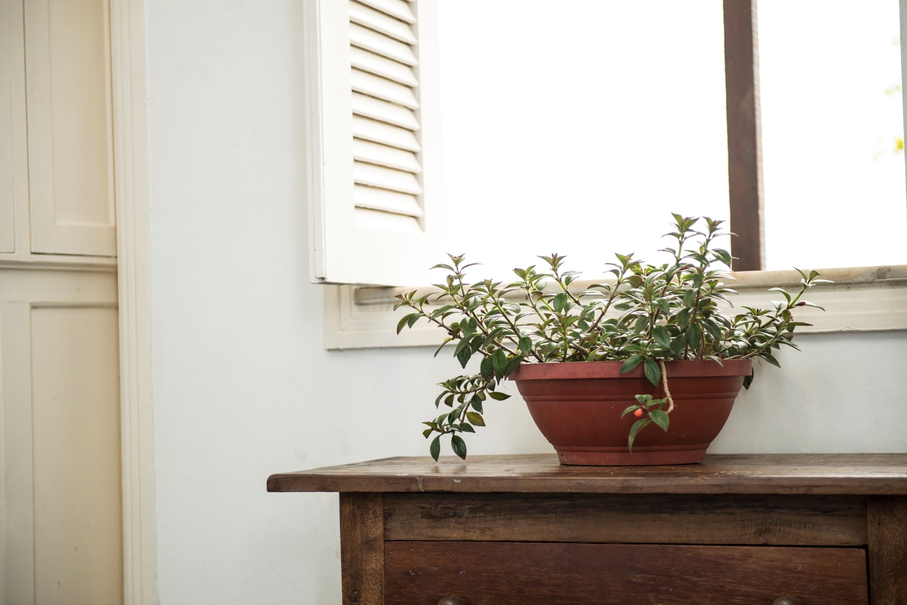 Foto - Ipanema Beach House