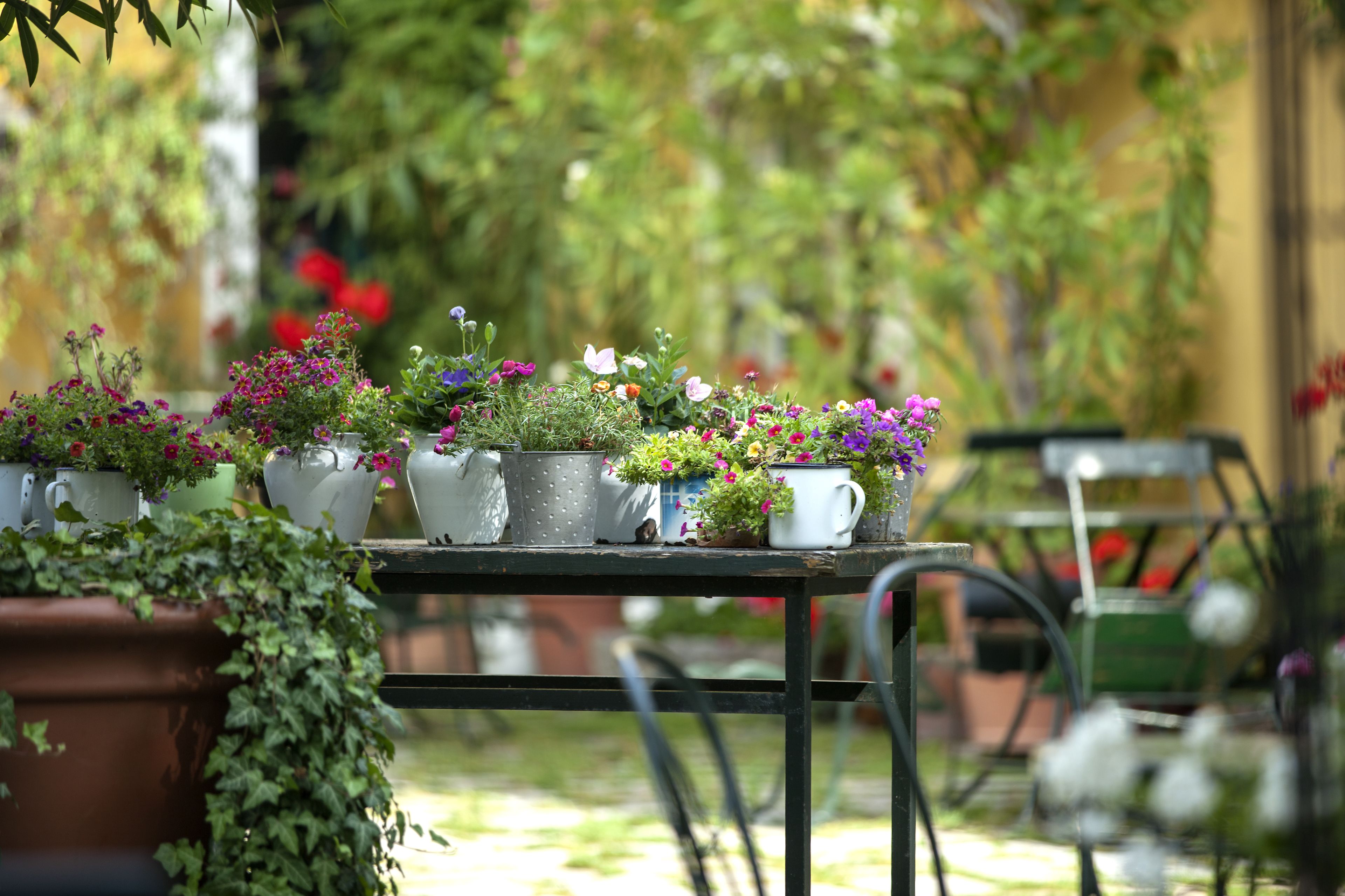 Une table ornée de plantes et de fleurs en pot.