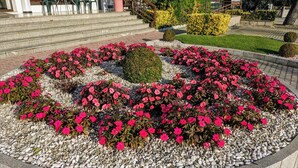 Una cama de flores circular con flores rosadas y un arbusto central, rodeada por un borde de piedra.