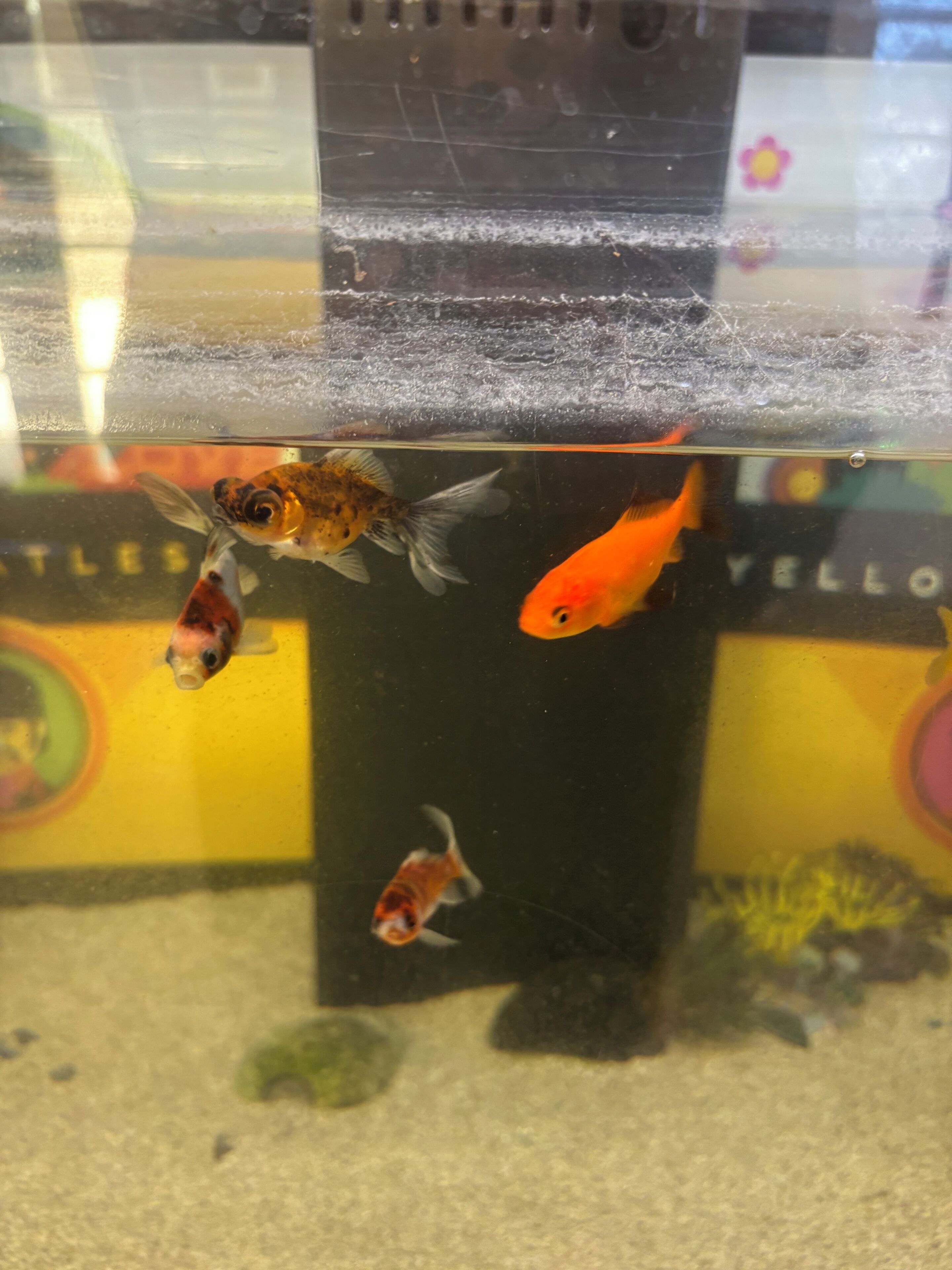 A fish tank with three fish, a clear water surface, and a background with a yellow and black design.
