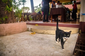 Pet-friendly