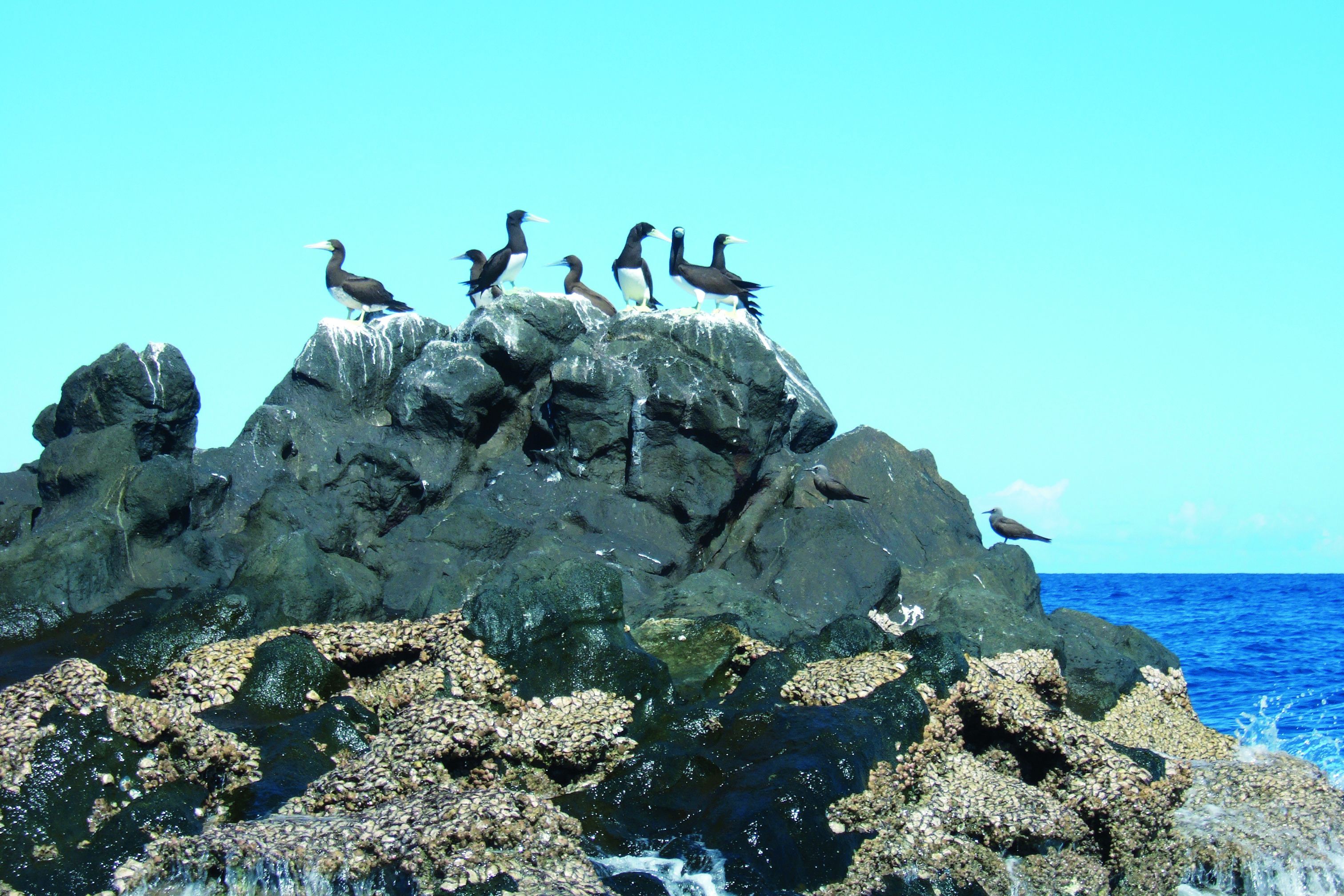 Ein felsiger Felsen mit mehreren sitzenden Vögeln.