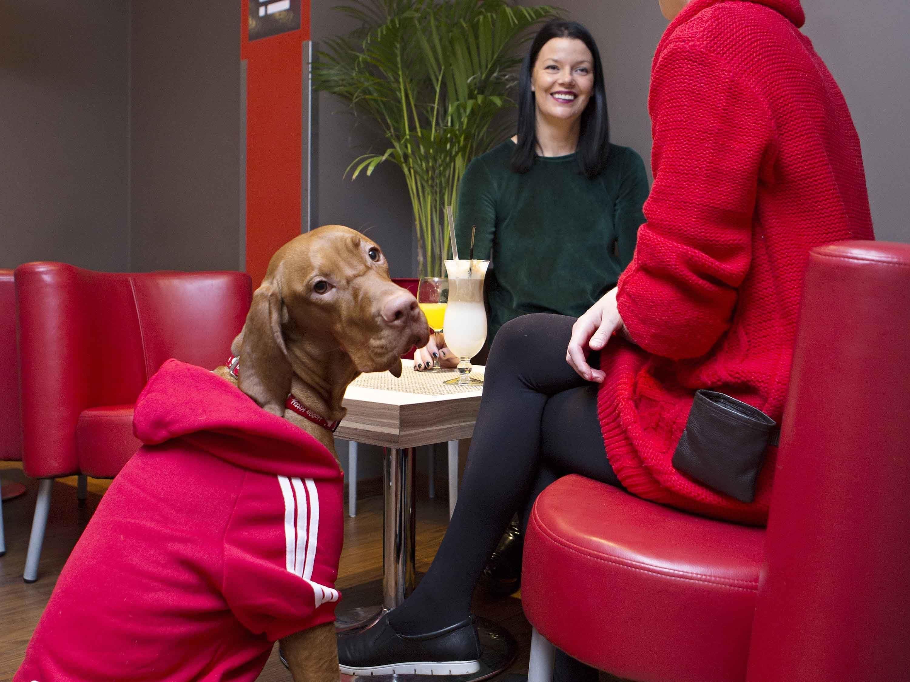 A person in a red hoodie sitting at a table with a dog and another person.