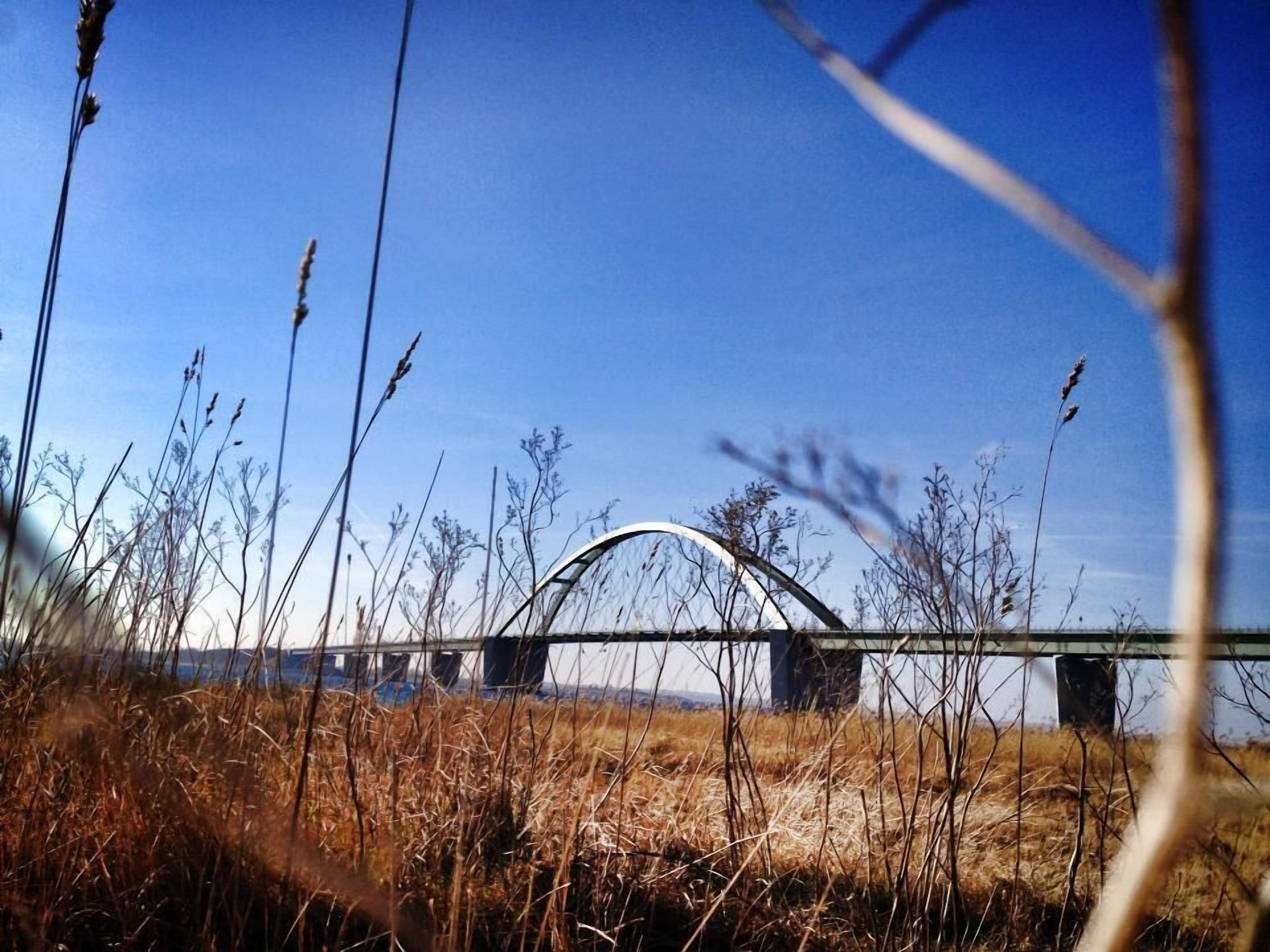 A bridge with a metal arch over a body of water, surrounded by tall grasses and dry vegetation.