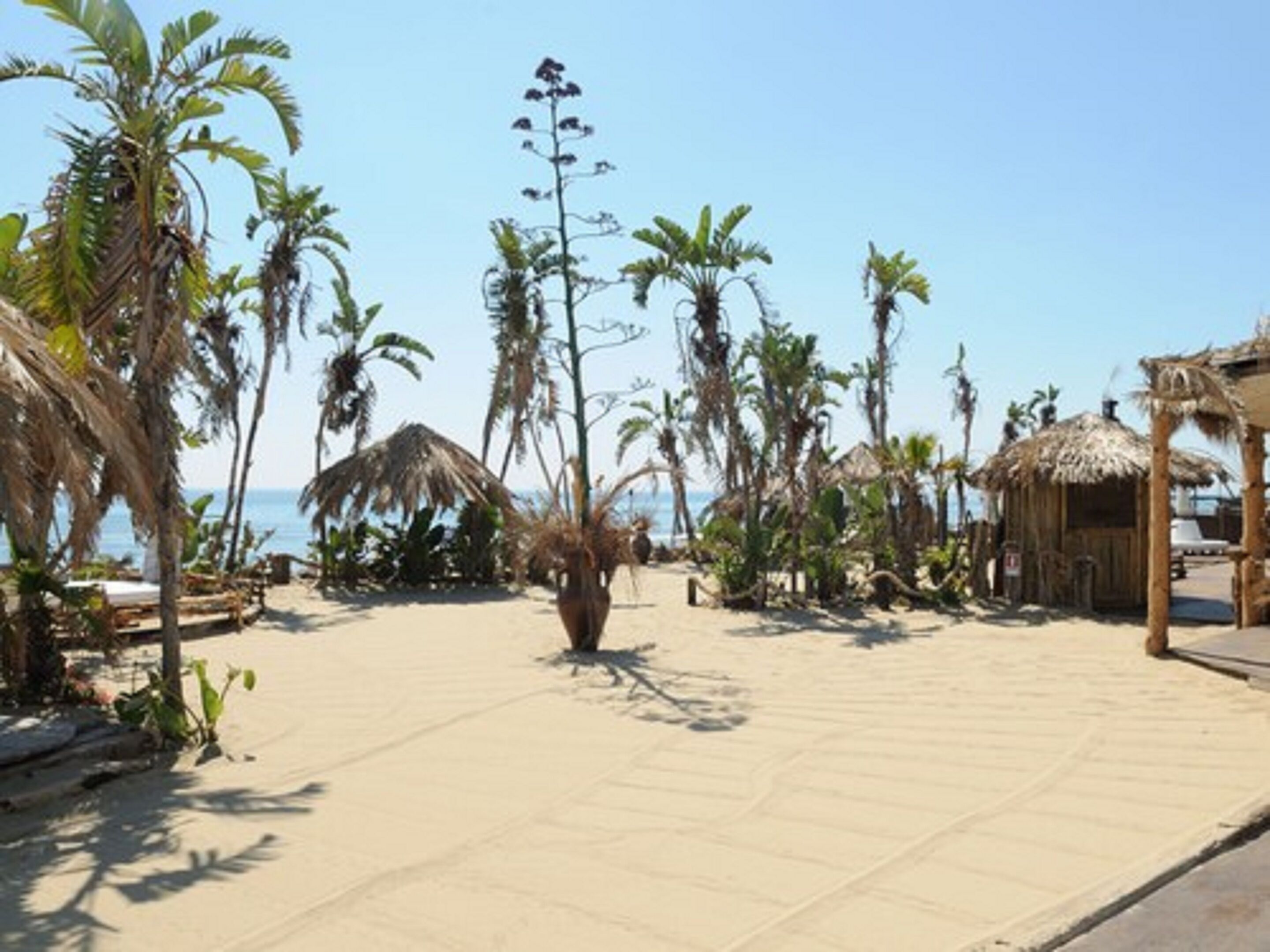 Una playa con palmeras, una cabaña de techo de paja y un sendero de arena.