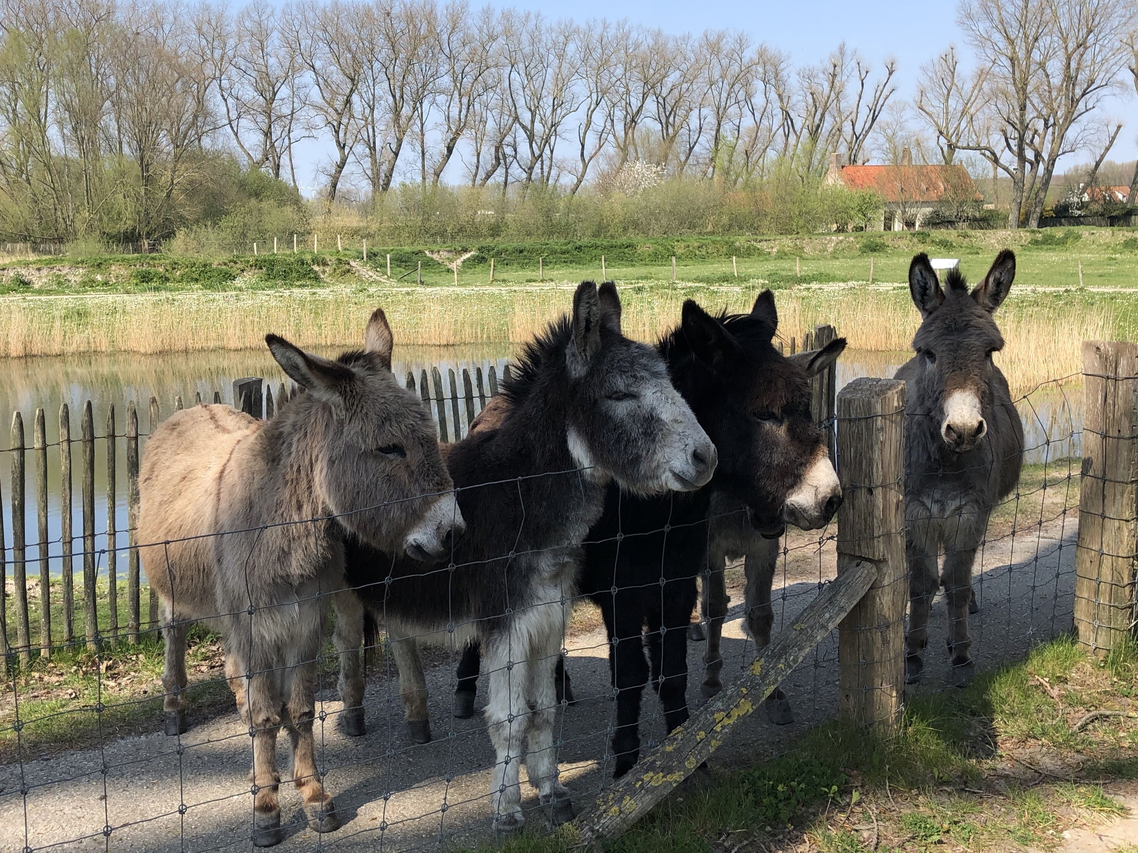 Photo - Bariseele B&B