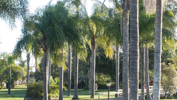 A pathway lined with tall palm trees and a bench in a park setting. - Palms Oasis Motel (Coopernook)