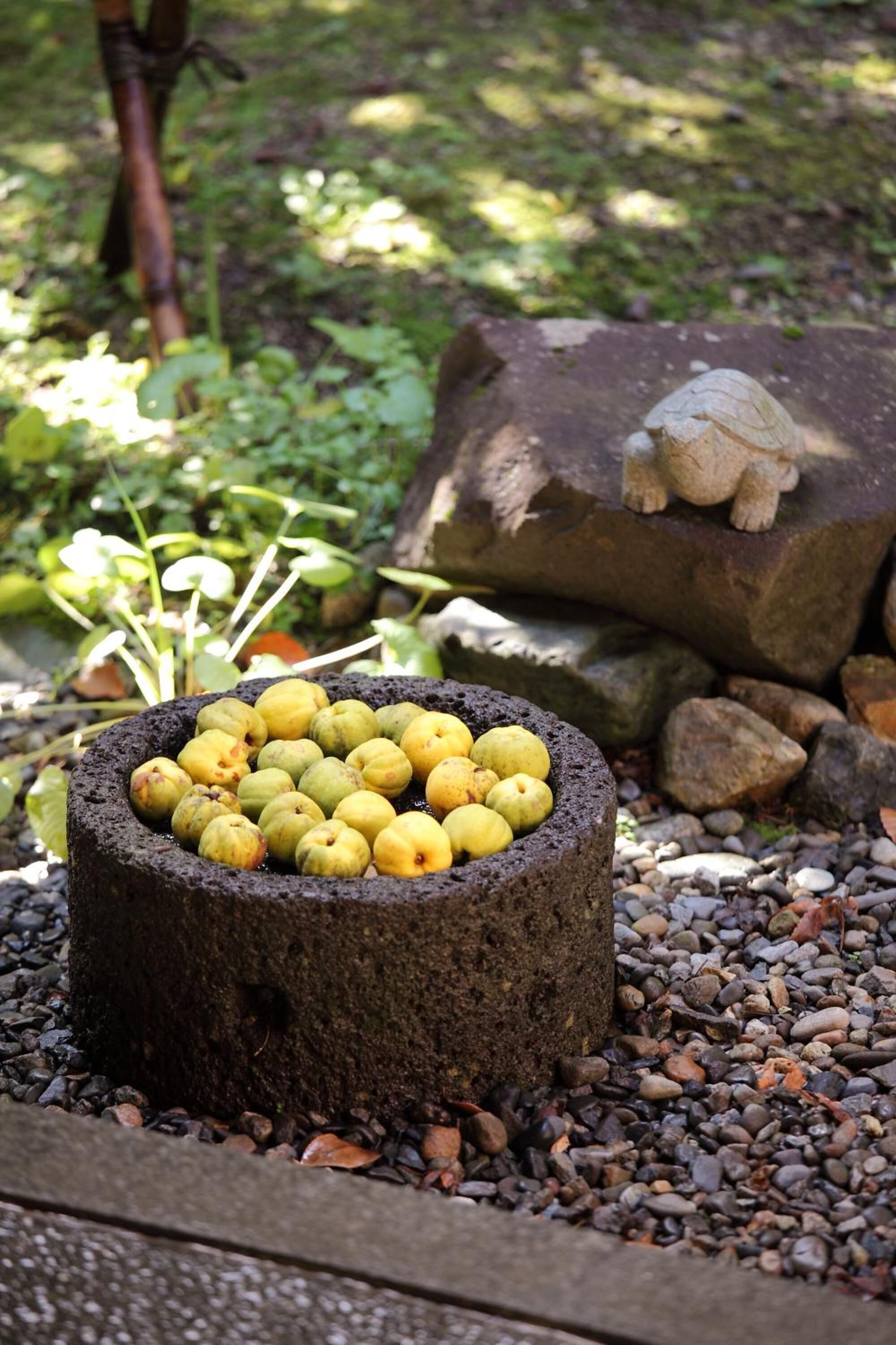 A stone basin filled with yellow fruits, surrounded by pebbles and rocks, with greenery in the background.