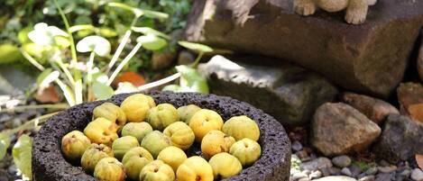 A stone basin filled with yellow fruits, surrounded by pebbles and rocks, with greenery in the background.