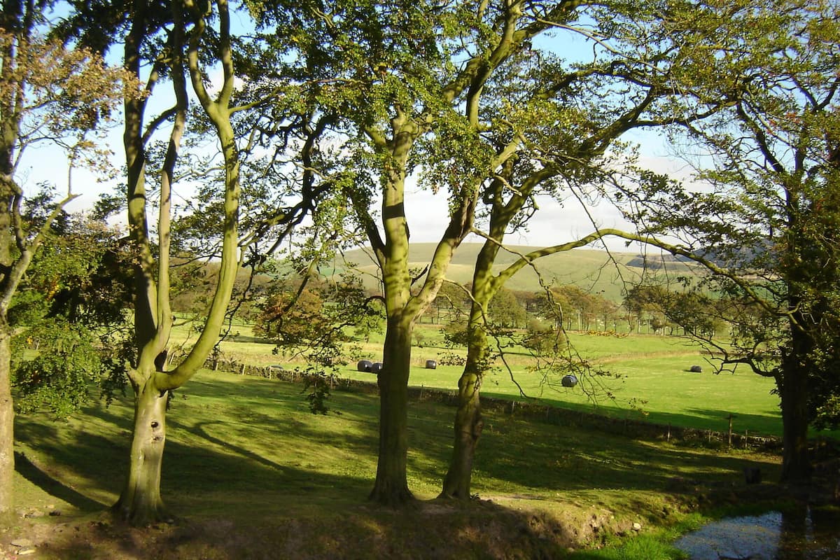 A rural landscape with trees, a grassy field, and a stone wall.