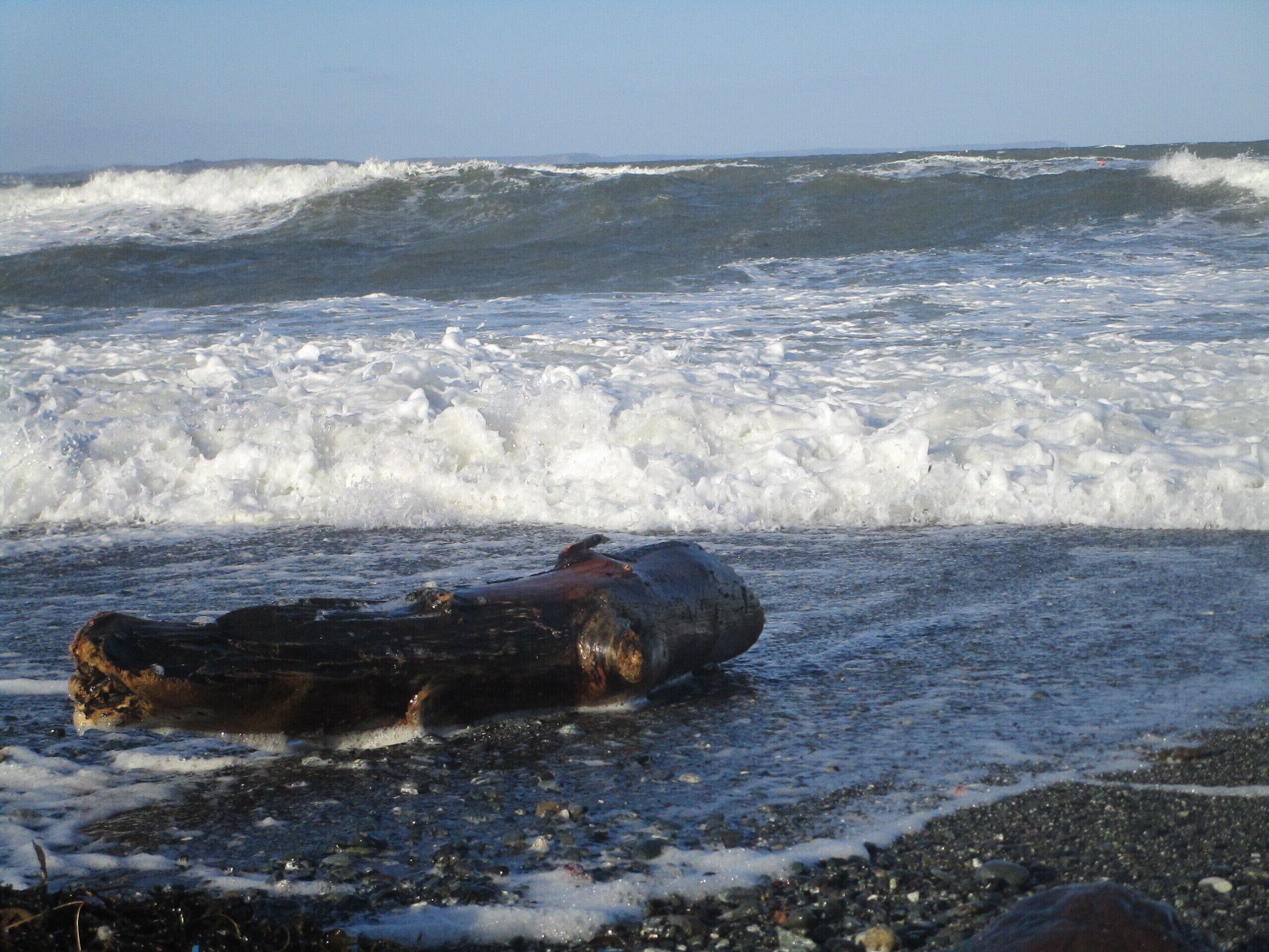 A log on a pebbly beach with waves in the background.