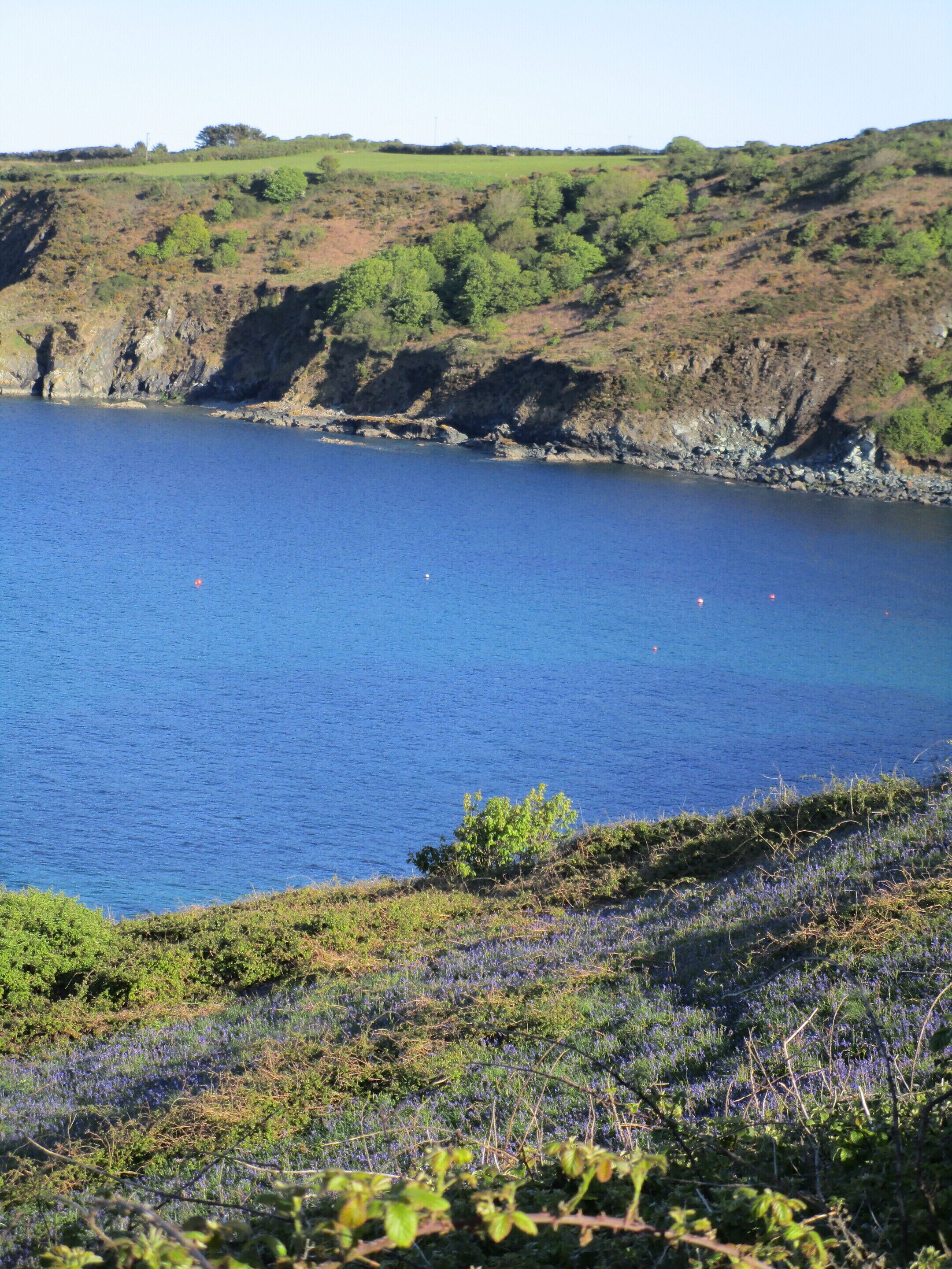 A coastal landscape with a clear view of the sea, a grassy hill with scattered trees, and a field of purple flowers in the foreground.
