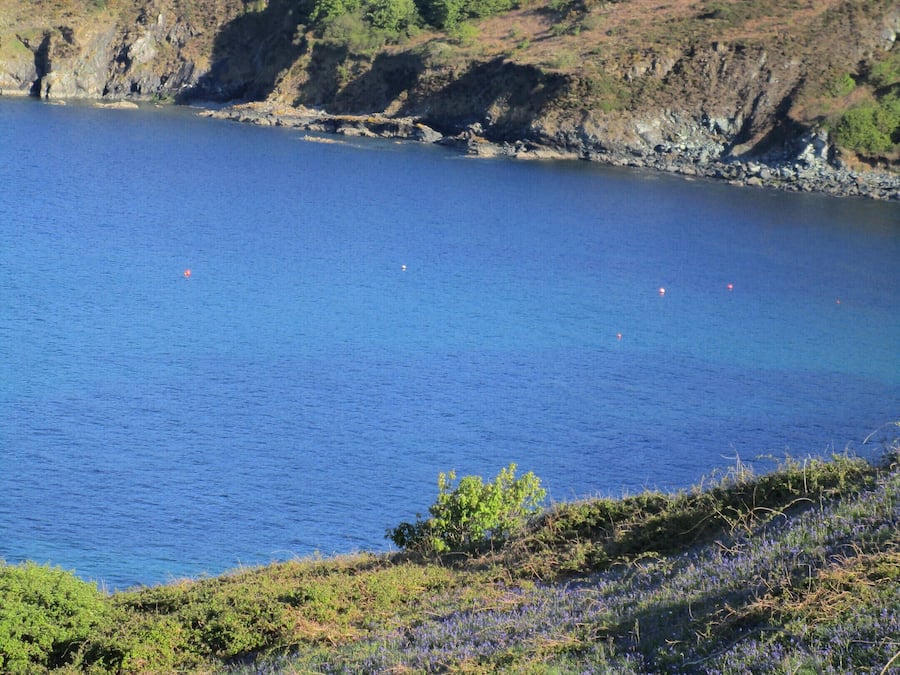 A coastal landscape with a clear view of the sea, a grassy hill with scattered trees, and a field of purple flowers in the foreground.