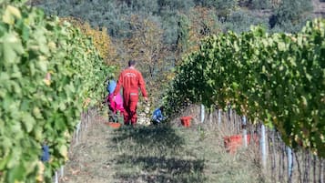 A vineyard with rows of grapevines and workers in the background.