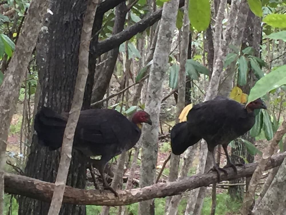 Byron Bay Rainforest Resort photo 5
