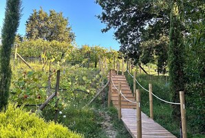 Un paseo marítimo de madera que atraviesa un jardín con un pérgola y plantas trepadoras.