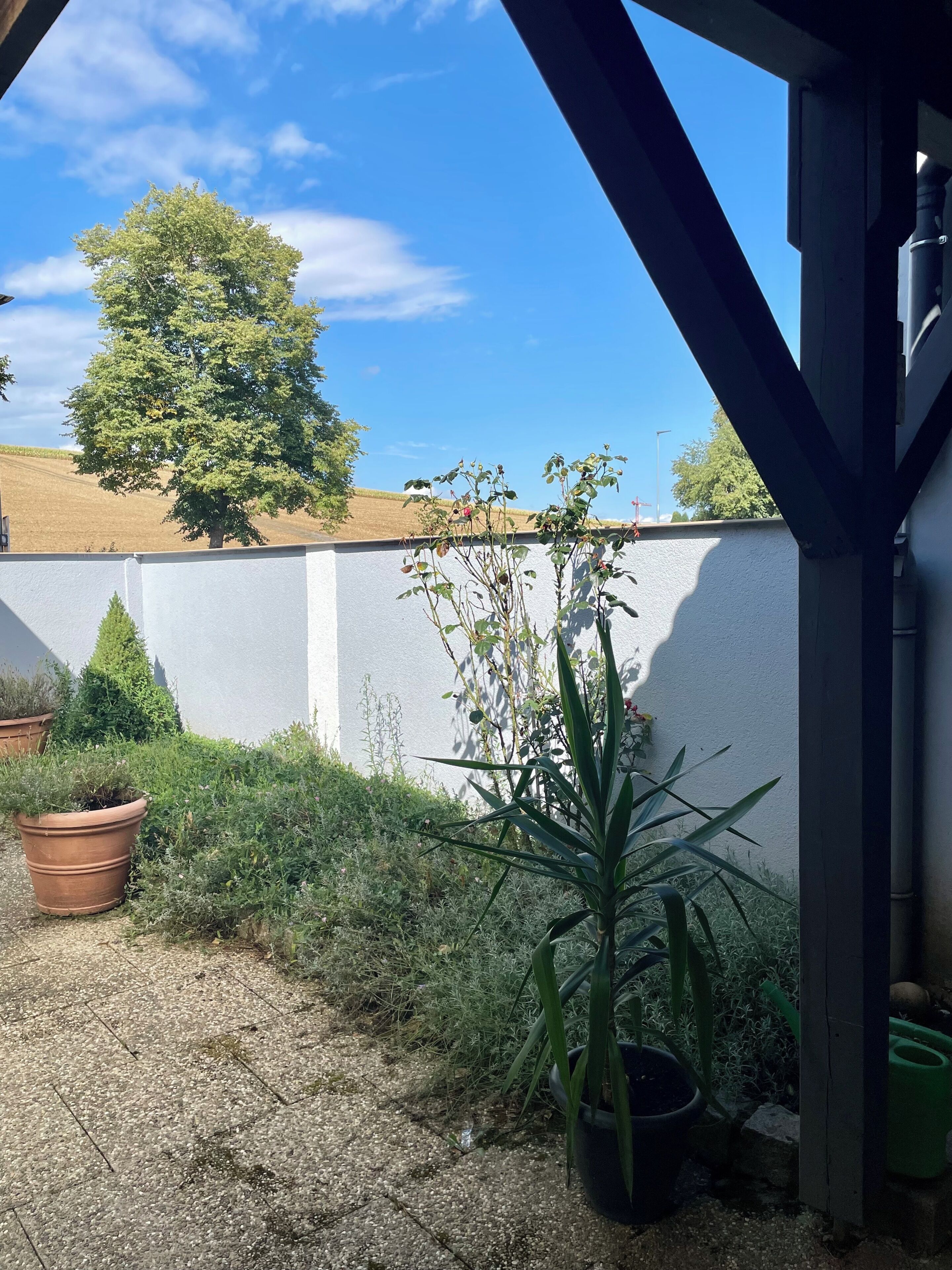 A garden area with potted plants, a white wall, and a tree in the background.