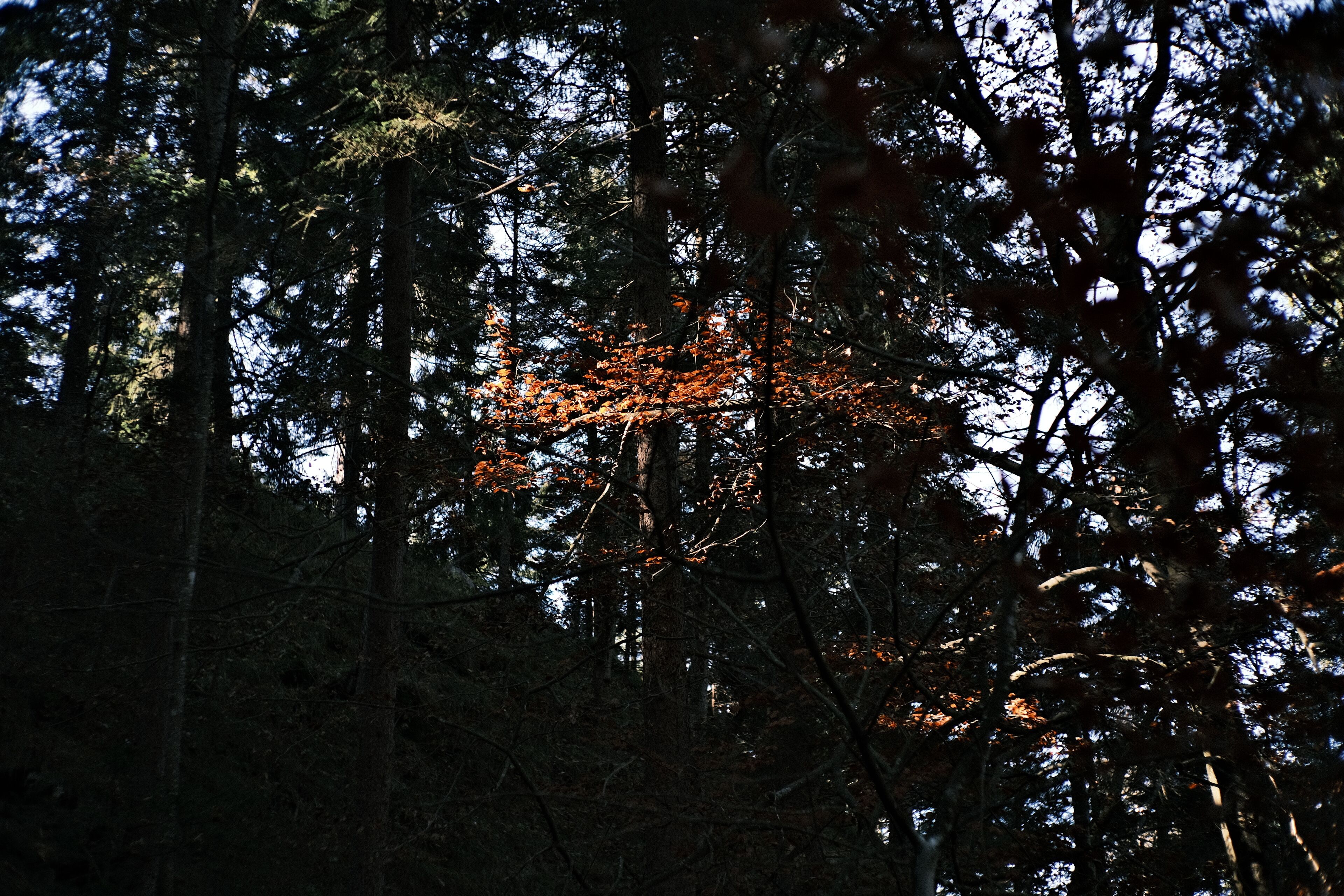 A dense forest with tall trees and a few branches with orange leaves.