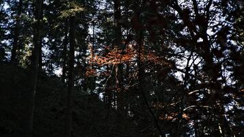A dense forest with tall trees and a few branches with orange leaves.