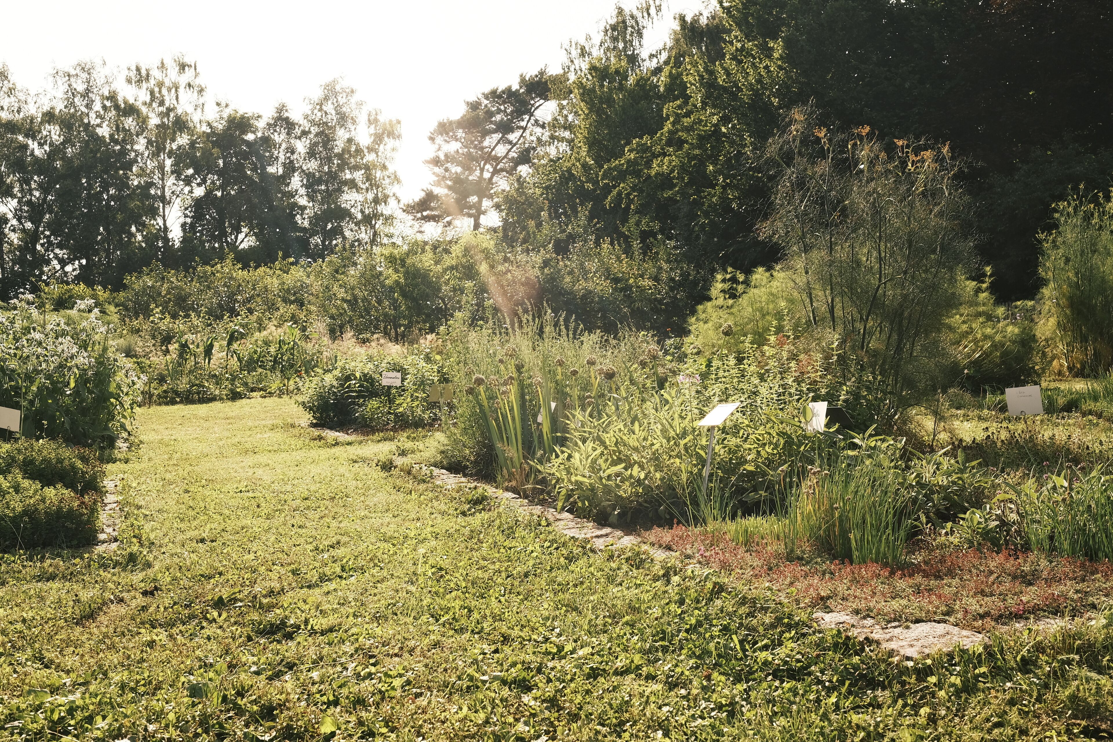 A garden pathway surrounded by lush greenery and various plants.