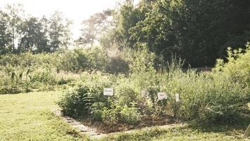 A garden with various plants and a wooden fence in the background.