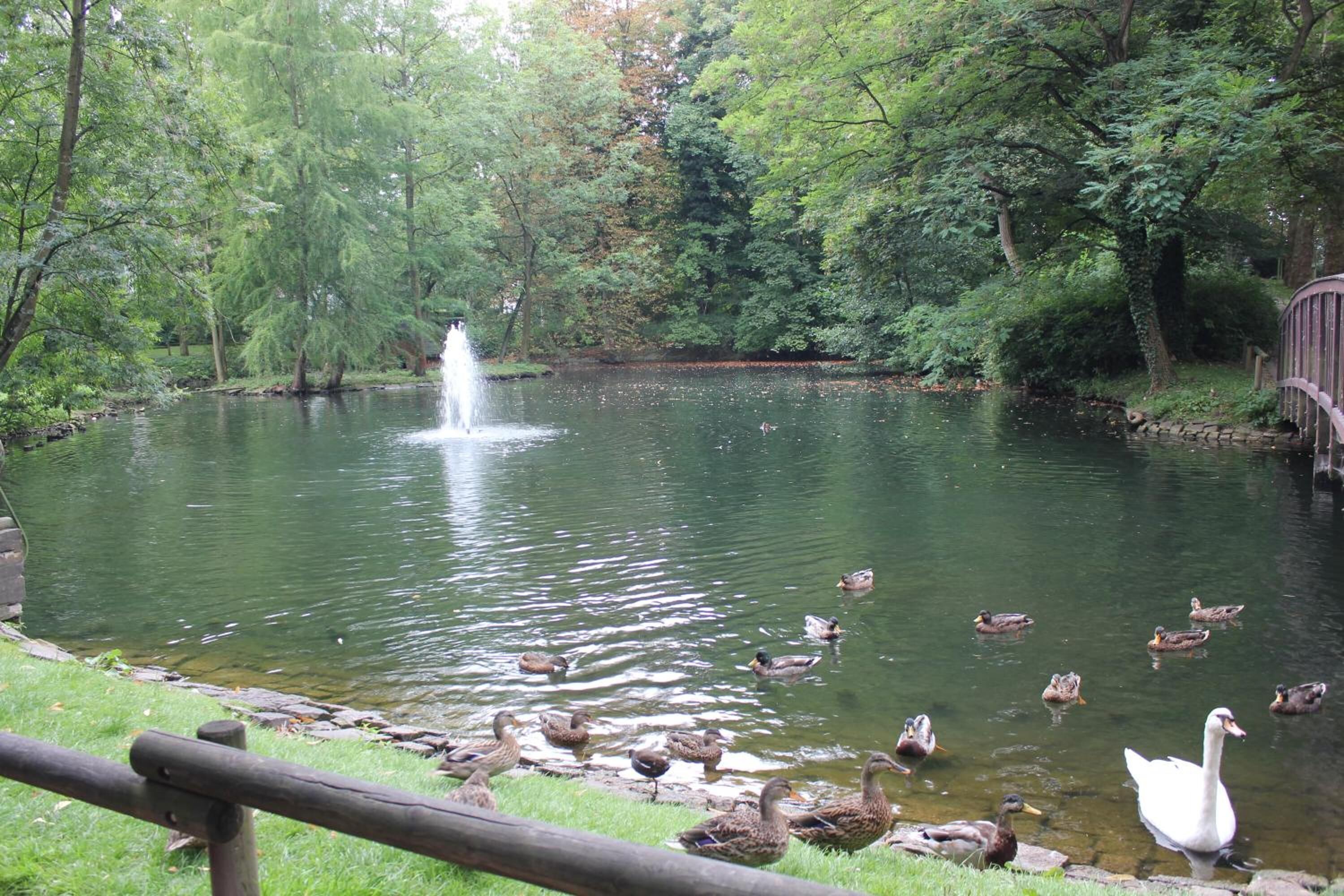 Ein Teich mit Enten und einem Brunnen, umgeben von Bäumen.