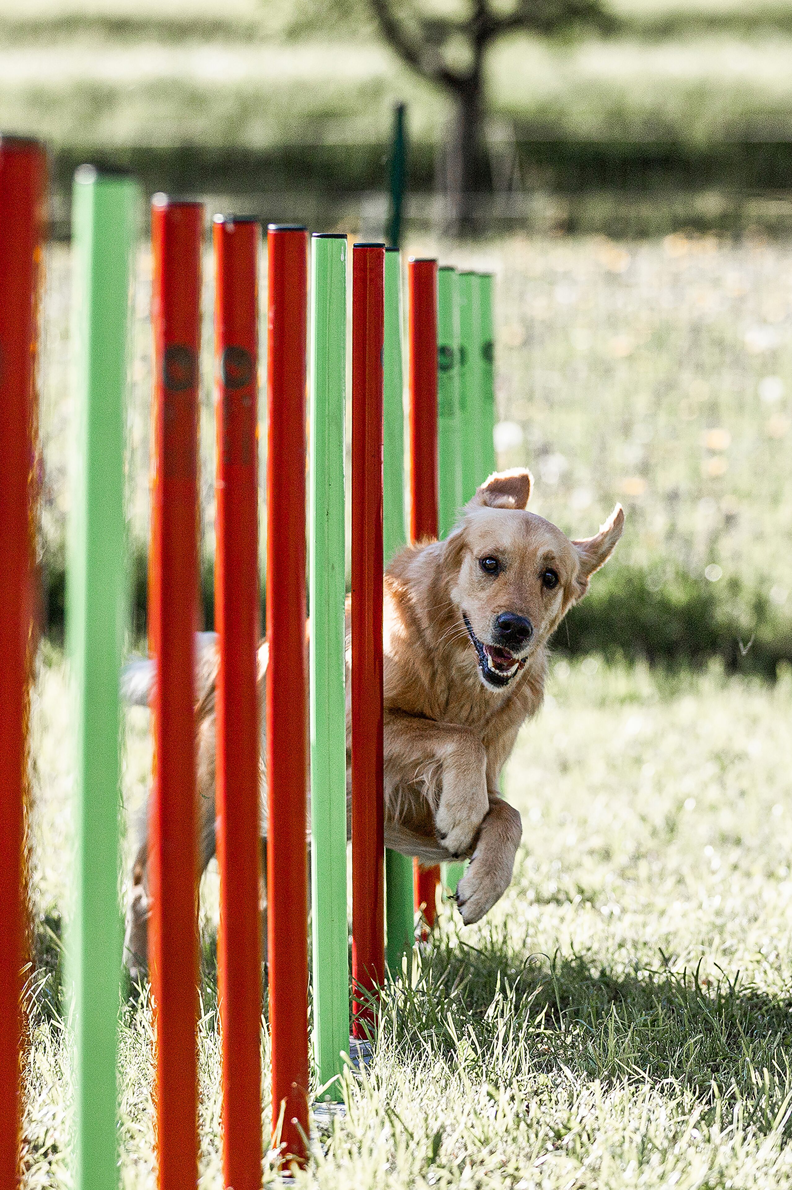 A dog jumping over a series of colorful poles.