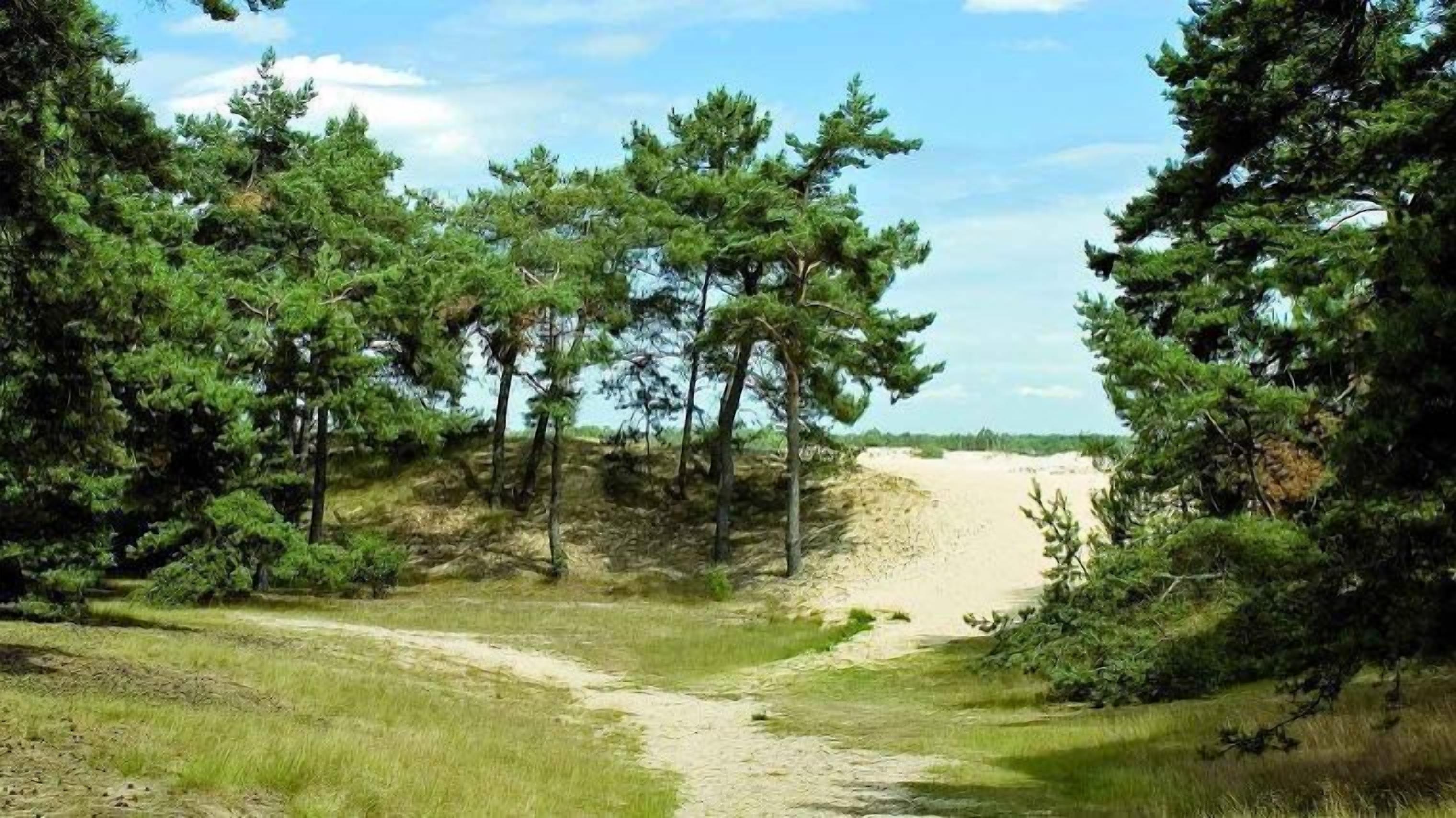 Een onverhard pad dat naar een strand leidt, omzoomd door pijnbomen.