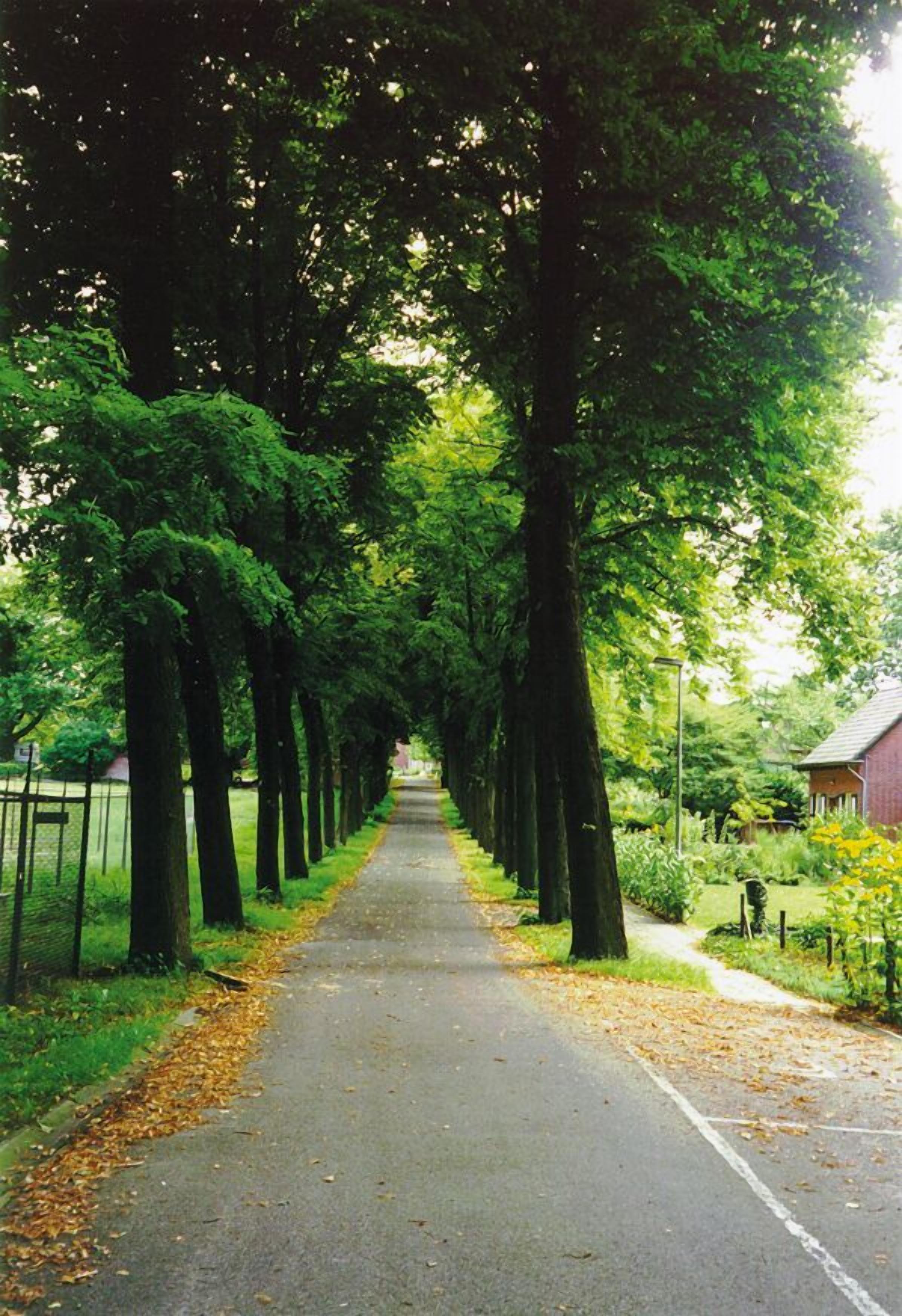 A tree-lined pathway in a park with a paved walkway and a grassy area on one side.