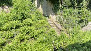 Zona densa y verde con diversas plantas y árboles, un muro de piedra y una cerca metálica.