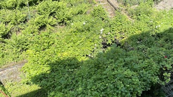 Standard Double Room | Garden view