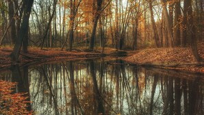 Eine friedliche Waldszene mit einem ruhigen Gewässer, das Bäume und Herbstlaub spiegelt.