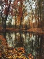 Uma cena tranquila de floresta, com um corpo d'água calmo refletindo árvores e folhas de outono.