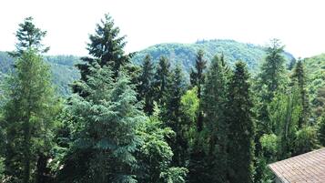 A forested area with dense trees and a mountain in the background.